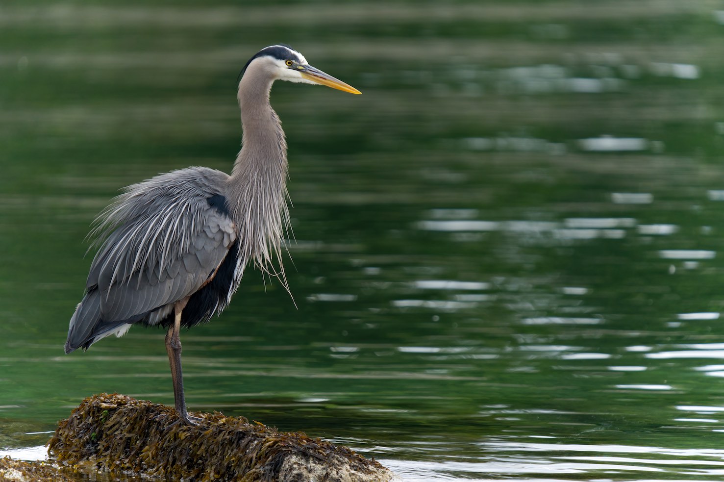 Heron 10 0518